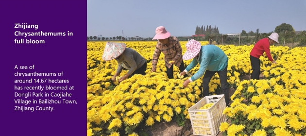 Zhijiang Chrysanthemums in full bloom
