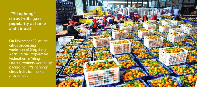 “Yilinghong” citrus fruits gain popularity at home and abroad