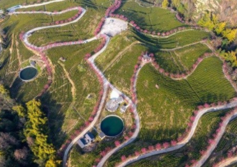 茅坪建东：生态茶园织锦绣