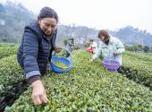 Tea gardens rush to seize early-season market