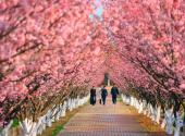 Zhijiang: Tongxin Flower Sea bathed in cherry blossoms