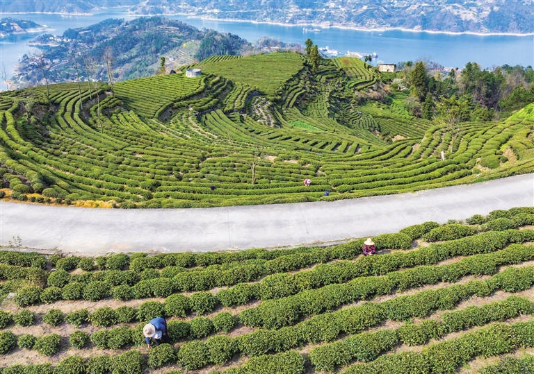 茅坪镇松树坳村