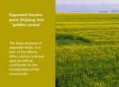 Rapeseed blooms paint Zhijiang into “golden canvas”