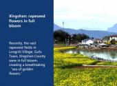 Xingshan: rapeseed flowers in full bloom
