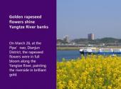 Golden rapeseed flowers shine Yangtze River banks