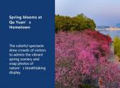 Spring blooms at Qu Yuan’s Hometown