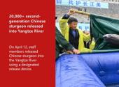 20,000+ second-generation Chinese sturgeon released into Yangtze River