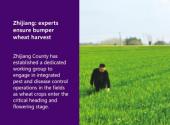 Zhijiang: experts ensure bumper wheat harvest