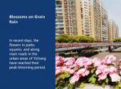 Blossoms on Grain Rain