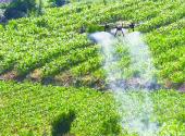 Changyang: drones shine in aerial fertilization