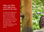 Zigui: rare White-eared Night-heron spotted for first time 