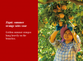 Zigui: summer orange sales soar
