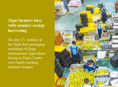 Zigui farmers busy with summer orange harvesting
