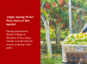 Zigui: Spring Water Pears harvest hits market