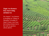 Zigui: tea farmers busy harvesting autumn tea