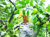 Ultra-early ripening tangerines hit market