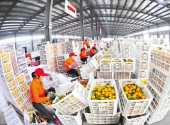 Yiling citrus conquers global markets