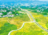 Yidu: countryside roads drive rural revitalization