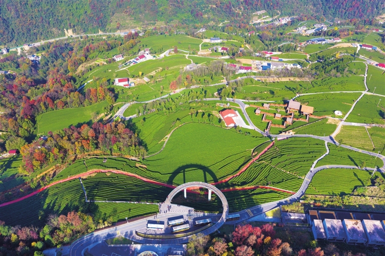 五峰土家族自治县渔洋关镇青岗岭茶园