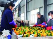 Yuan’an: Yangping diversifies citrus export channels