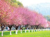 Red plum blossoms light up Yiling Square