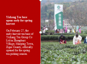 Yichang Tea base opens early for spring harvest