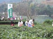 Yichang Tea base opens early for spring harvest
