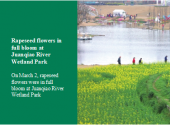 Rapeseed flowers in full bloom at Juanqiao River Wetland Park