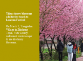 Yidu: cherry blossoms add festive touch to Lantern Festival
