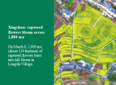 Xingshan: rapeseed flowers bloom across 1,800 mu 