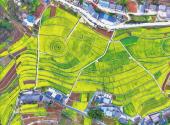 Xingshan: rapeseed flowers bloom across 1,800 mu 