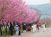 Yidu: cherry blossoms add festive touch to Lantern Festival