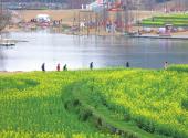 Rapeseed flowers in full bloom at Juanqiao River Wetland Park