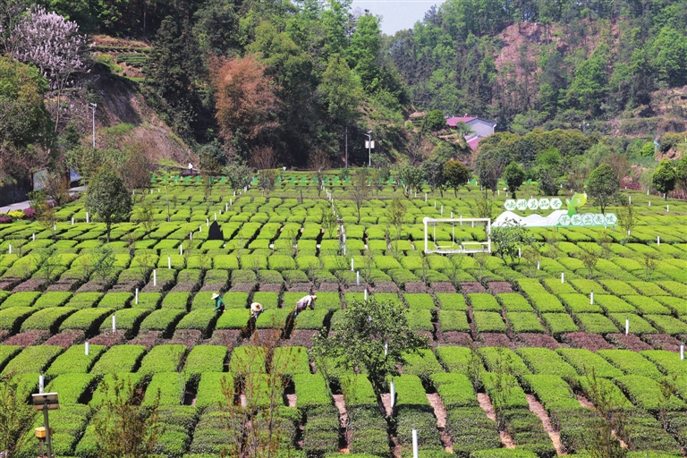 太平溪早市茶开园茗香四溢