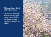 Yichang villages dotted with wild blossoms