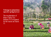 Yichang tea plantations open for spring harvest