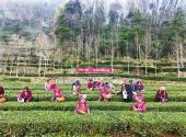 Yichang tea plantations open for spring harvest