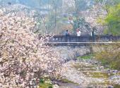 Yichang villages dotted with wild blossoms