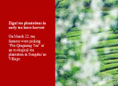 Zigui tea plantations in early tea leave harvest