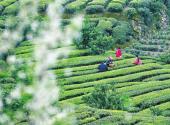 Zigui tea plantations in early tea leave harvest