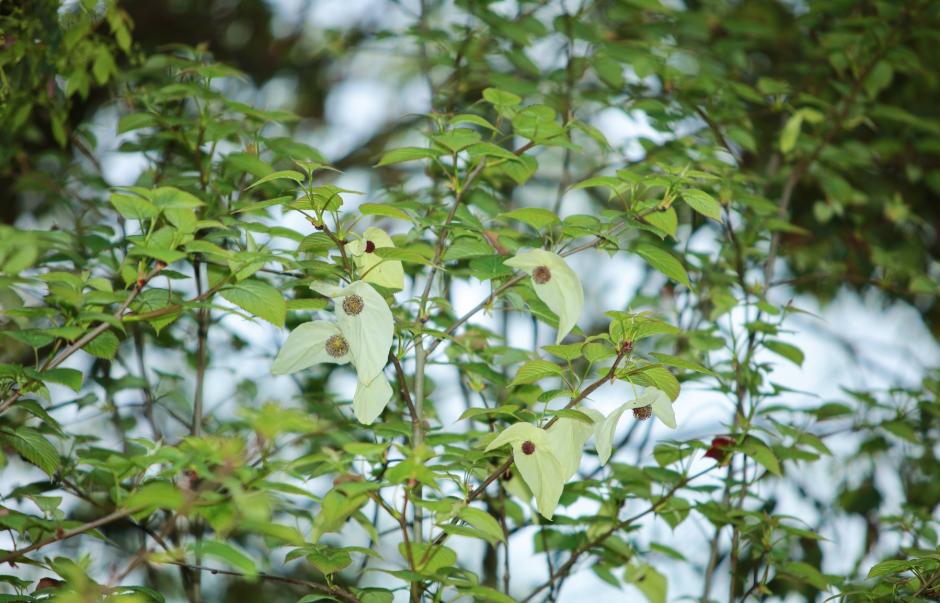 “植物活化石”珙桐迁地保护取得新突破