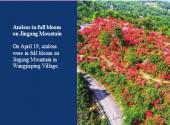 Azaleas in full bloom on Jingang Mountain