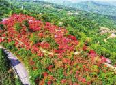 Azaleas in full bloom on Jingang Mountain