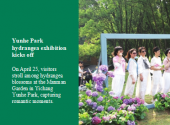 Yunhe Park hydrangea exhibition kicks off
