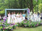Yunhe Park hydrangea exhibition kicks off