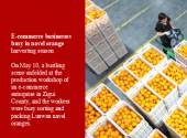 E-commerce businesses busy in navel orange harvesting season