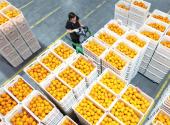 E-commerce businesses busy in navel orange harvesting season