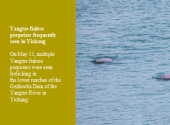 Yangtze finless porpoises frequently seen in Yichang