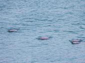 Yangtze finless porpoises frequently seen in Yichang